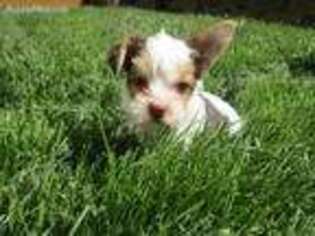 Yorkshire Terrier Puppy for sale in Woodinville, WA, USA
