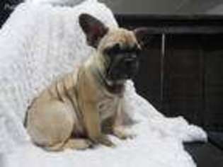 French Bulldog Puppy for sale in West Lafayette, OH, USA