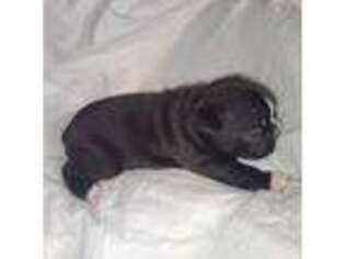 French Bulldog Puppy for sale in Capitol Heights, MD, USA