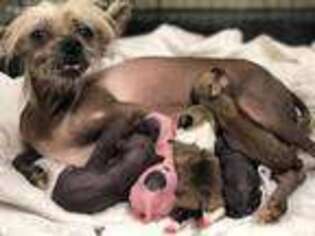 Chinese Crested Puppy for sale in Alma, GA, USA