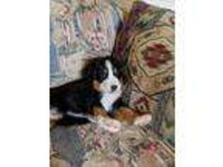 Bernese Mountain Dog Puppy for sale in Gas City, IN, USA