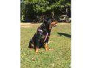 Rottweiler Puppy for sale in CALIFORNIA, MD, USA
