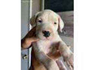 Dogo Argentino Puppy for sale in Victorville, CA, USA