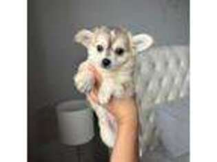 Chihuahua Puppy for sale in Boston, MA, USA