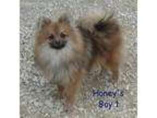 Pomeranian Puppy for sale in Laquey, MO, USA