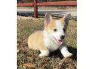 Pembroke Welsh Corgi Puppy for sale in Marshfield, MO, USA