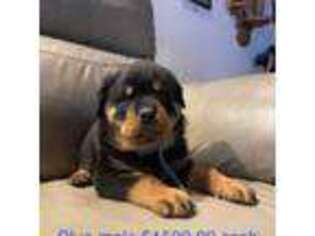 Rottweiler Puppy for sale in Lawton, MI, USA