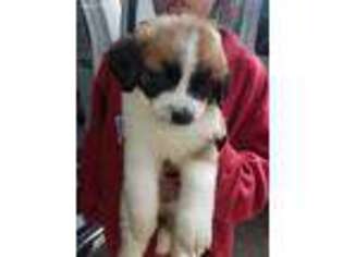 Saint Bernard Puppy for sale in Northglenn, CO, USA