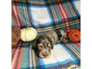 Dachshund Puppy for sale in Beloit, OH, USA