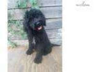 Labradoodle Puppy for sale in Nashville, TN, USA