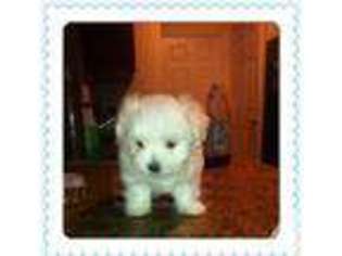 Maltese Puppy for sale in BOWIE, MD, USA