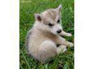 Alaskan Malamute Puppy for sale in Bushnell, IL, USA