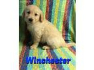 Golden Retriever Puppy for sale in Glenwood, AR, USA