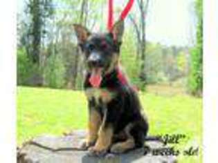 German Shepherd Dog Puppy for sale in LAWRENCEVILLE, VA, USA