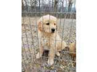 Golden Retriever Puppy for sale in Harrisonburg, VA, USA