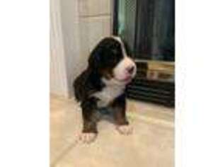 Bernese Mountain Dog Puppy for sale in Scottsdale, AZ, USA