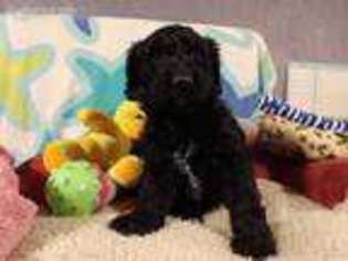 Goldendoodle Puppy for sale in Westfield, NC, USA