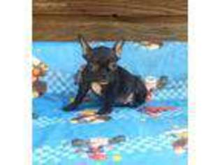 French Bulldog Puppy for sale in Lockhart, TX, USA