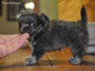 Chihuahua Puppy for sale in Ville Platte, LA, USA