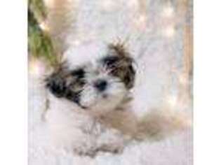 Mutt Puppy for sale in Gilbert, AZ, USA