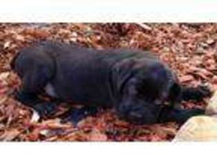 Cane Corso Puppy for sale in Deming, NM, USA