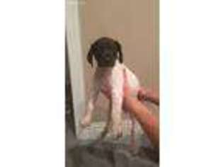 German Shorthaired Pointer Puppy for sale in Montgomery, AL, USA