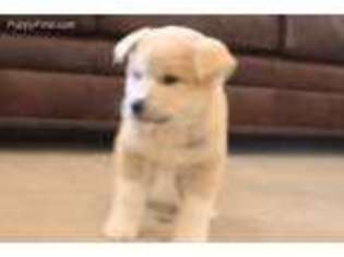 Akita Puppy for sale in Cushing, OK, USA