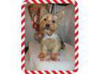Silky Terrier Puppy for sale in Hopatcong, NJ, USA