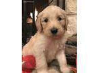 Goldendoodle Puppy for sale in Canyon, TX, USA