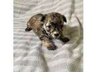 Mutt Puppy for sale in Forest Hills, NY, USA