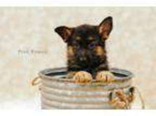 German Shepherd Dog Puppy for sale in Jackson, CA, USA