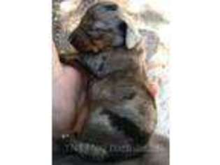 Dachshund Puppy for sale in Labelle, FL, USA