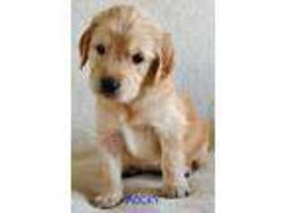 Golden Retriever Puppy for sale in Saint Charles, MO, USA