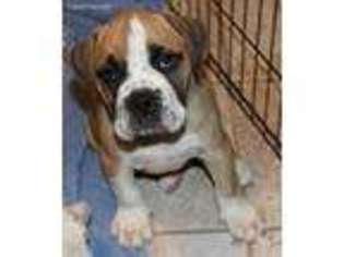 Olde English Bulldogge Puppy for sale in Copperas Cove, TX, USA