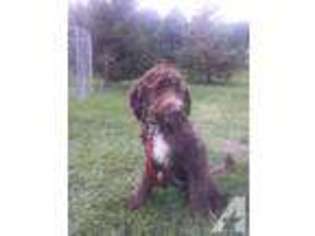 Springerdoodle Puppy for sale in ALBION, NY, USA