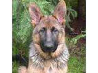 German Shepherd Dog Puppy for sale in Corvallis, OR, USA
