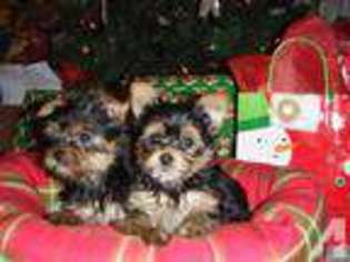 Yorkshire Terrier Puppy for sale in RENTON, WA, USA