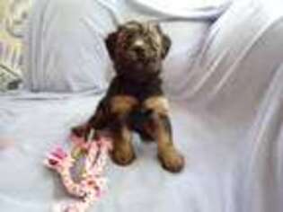 Soft Coated Wheaten Terrier Puppy for sale in North Port, FL, USA
