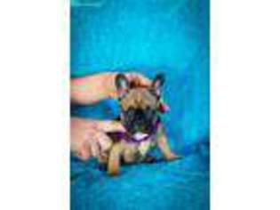 French Bulldog Puppy for sale in Deep Gap, NC, USA