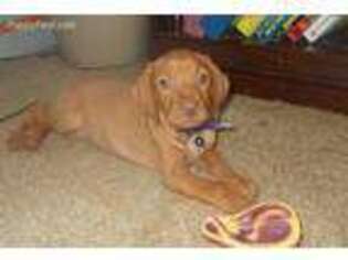 Vizsla Puppy for sale in Carrollton, GA, USA