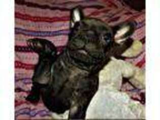French Bulldog Puppy for sale in New Boston, NH, USA