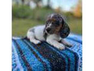 Dachshund Puppy for sale in Bradenton, FL, USA