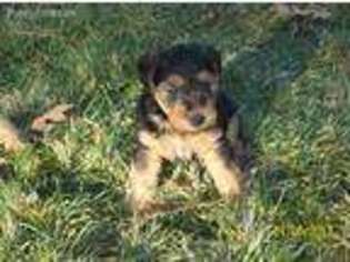 Welsh Terrier Puppy for sale in Berry Creek, CA, USA
