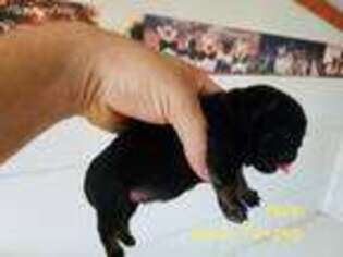 Pug Puppy for sale in Fort Plain, NY, USA