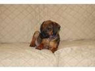 Rhodesian Ridgeback Puppy for sale in Greenville, OH, USA