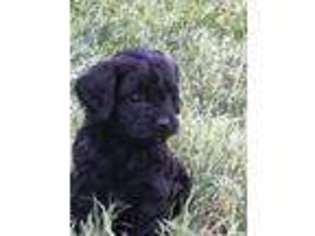 Cavapoo Puppy for sale in Locust Grove, VA, USA