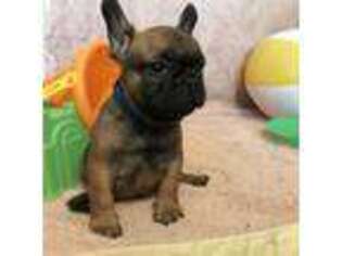 French Bulldog Puppy for sale in Salem, NJ, USA