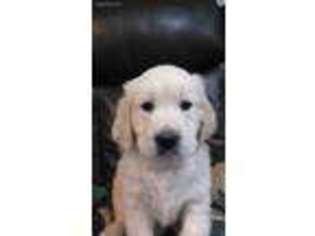 Mutt Puppy for sale in Menominee, MI, USA