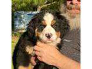 Bernese Mountain Dog Puppy for sale in West Plains, MO, USA