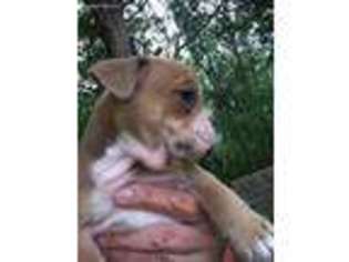 Olde English Bulldogge Puppy for sale in Bowman, GA, USA